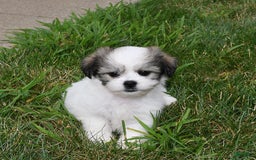 Teddy Bear dogs for sale: Lily - Image 2