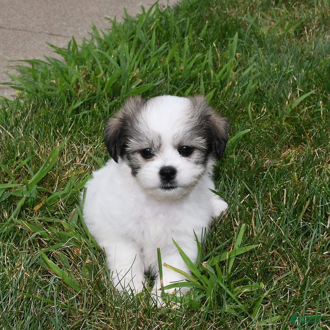 Teddy Bear dogs for sale: Lily - Image 2