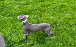 Italian Greyhound dogs for sale: Manny - Image 10
