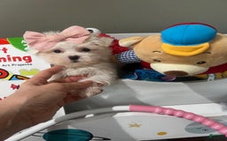 Maltese dogs for sale: Bianca - Image 3