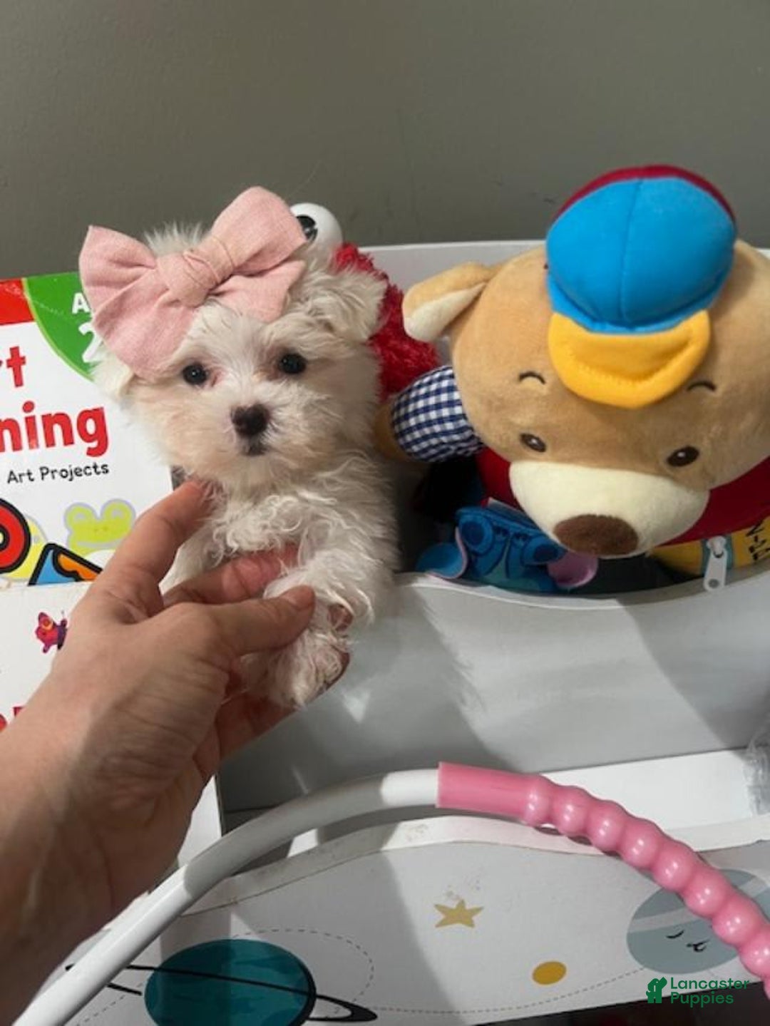 Maltese dogs for sale: Bianca - Image 3