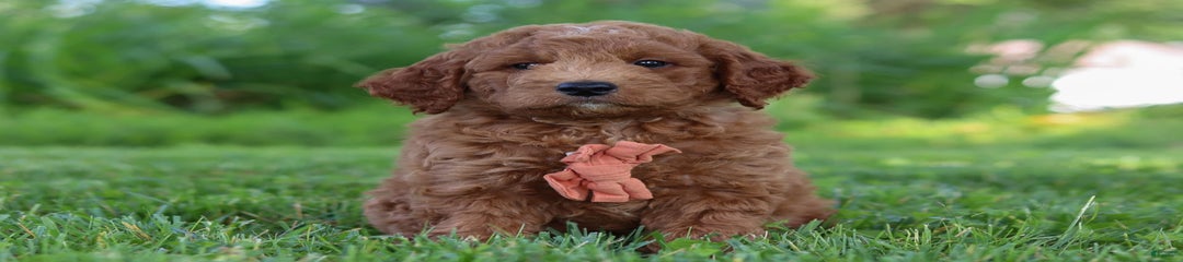 Brown Collar