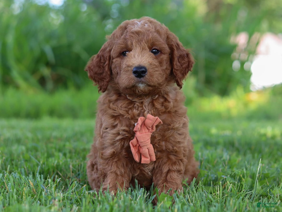 Mini Goldendoodle dogs for sale: Brown Collar - Image 9