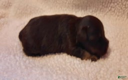 Miniature Schnauzer dogs for sale: Girl1 - Image 3