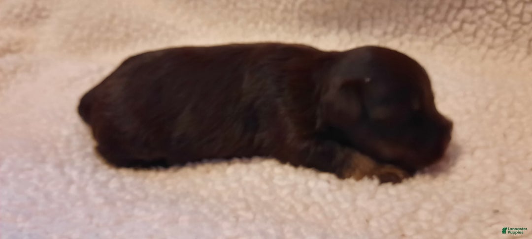 Miniature Schnauzer dogs for sale: Girl1 - Image 3
