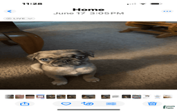 Pug dogs for sale: Lady - Image 3