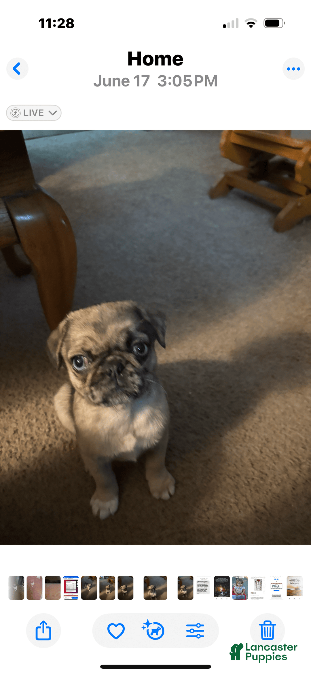 Pug dogs for sale: Lady - Image 3