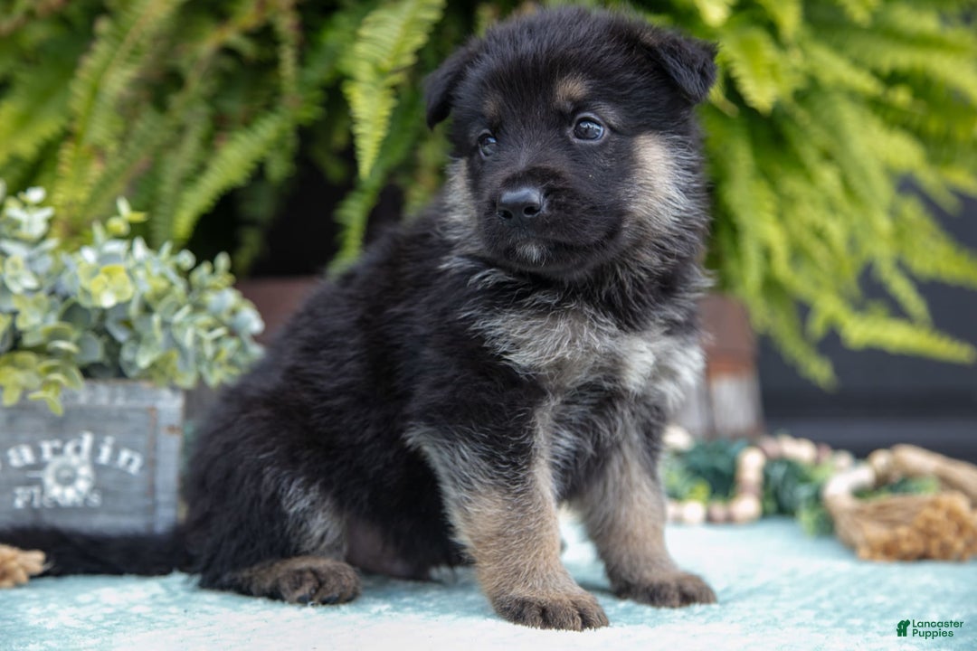 German Shepherd dogs for sale: Axel - Image 1