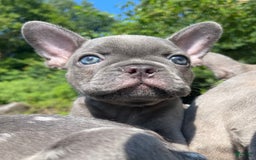 French Bulldog dogs for sale: Luna - Image 16
