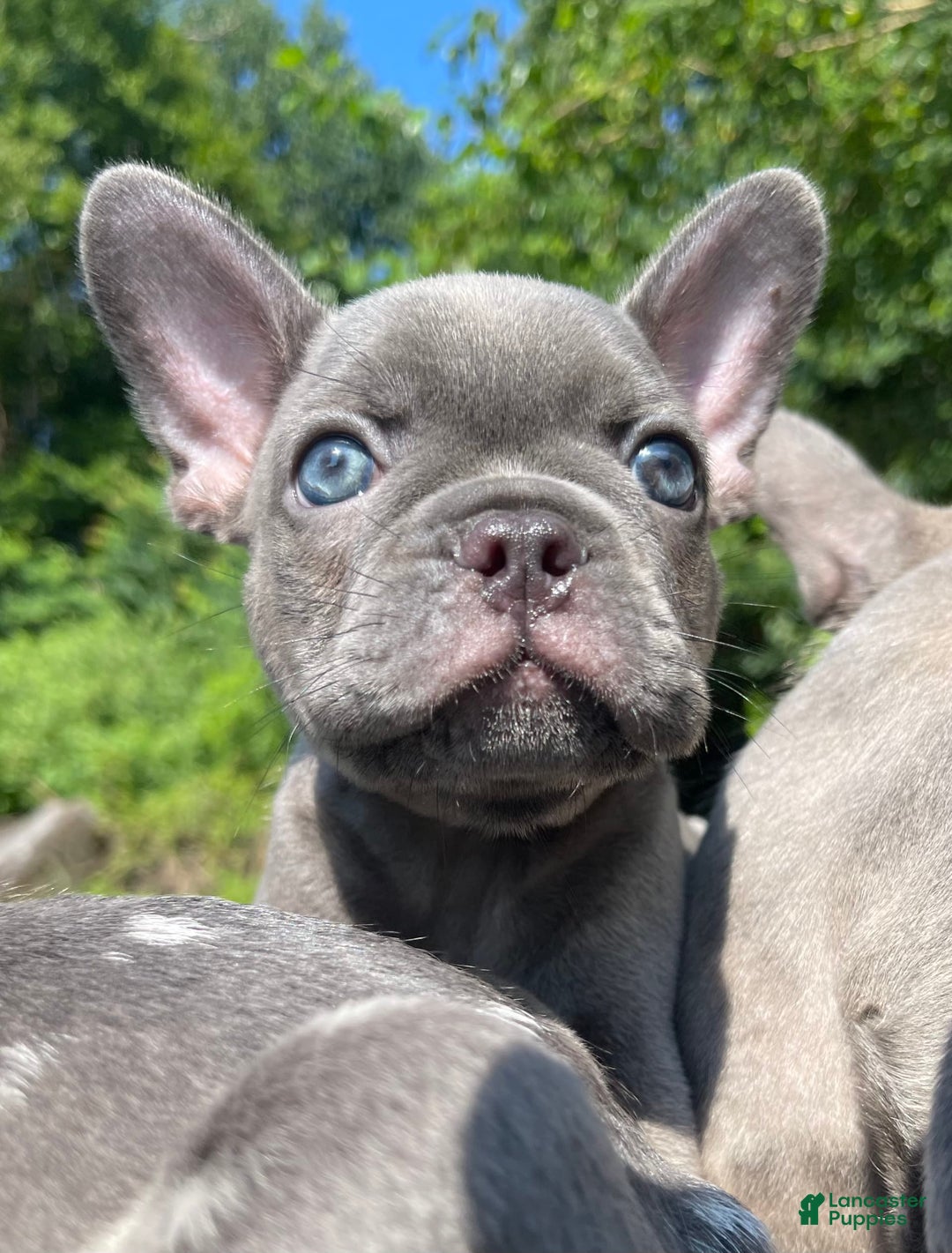 French Bulldog dogs for sale: Luna - Image 16