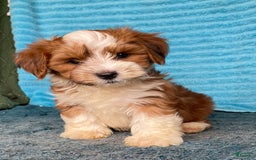 Havanese dogs for sale: Blake - Image 7