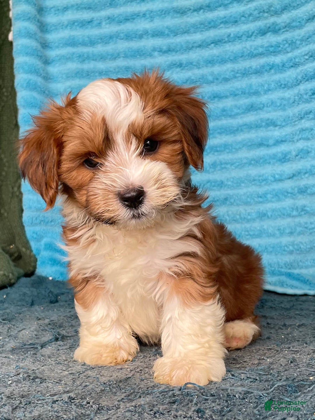 Havanese dogs for sale: Blake - Image 7