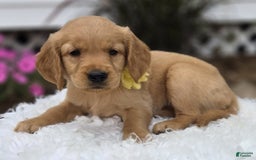 Golden Retriever dogs for sale: Sophie - Image 1