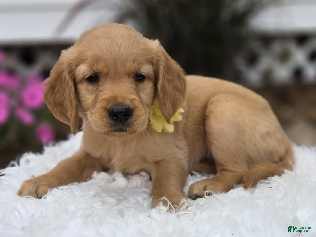 Golden Retriever dogs for sale: Sophie - Image 1