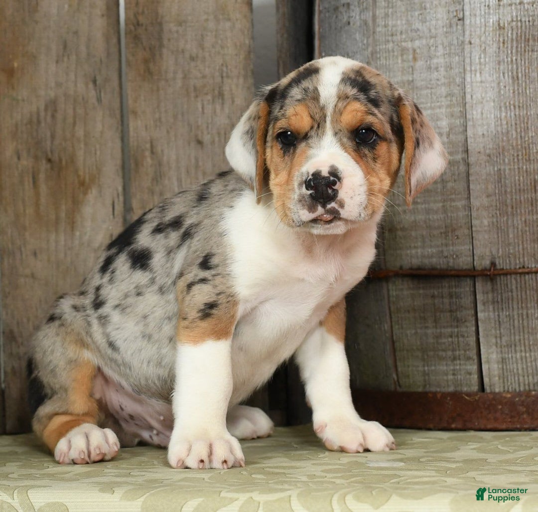 Beabull dogs for sale: Wranger - Image 6