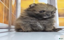Pomeranian dogs for sale: Teddy Bear Champion Lines - Image 3