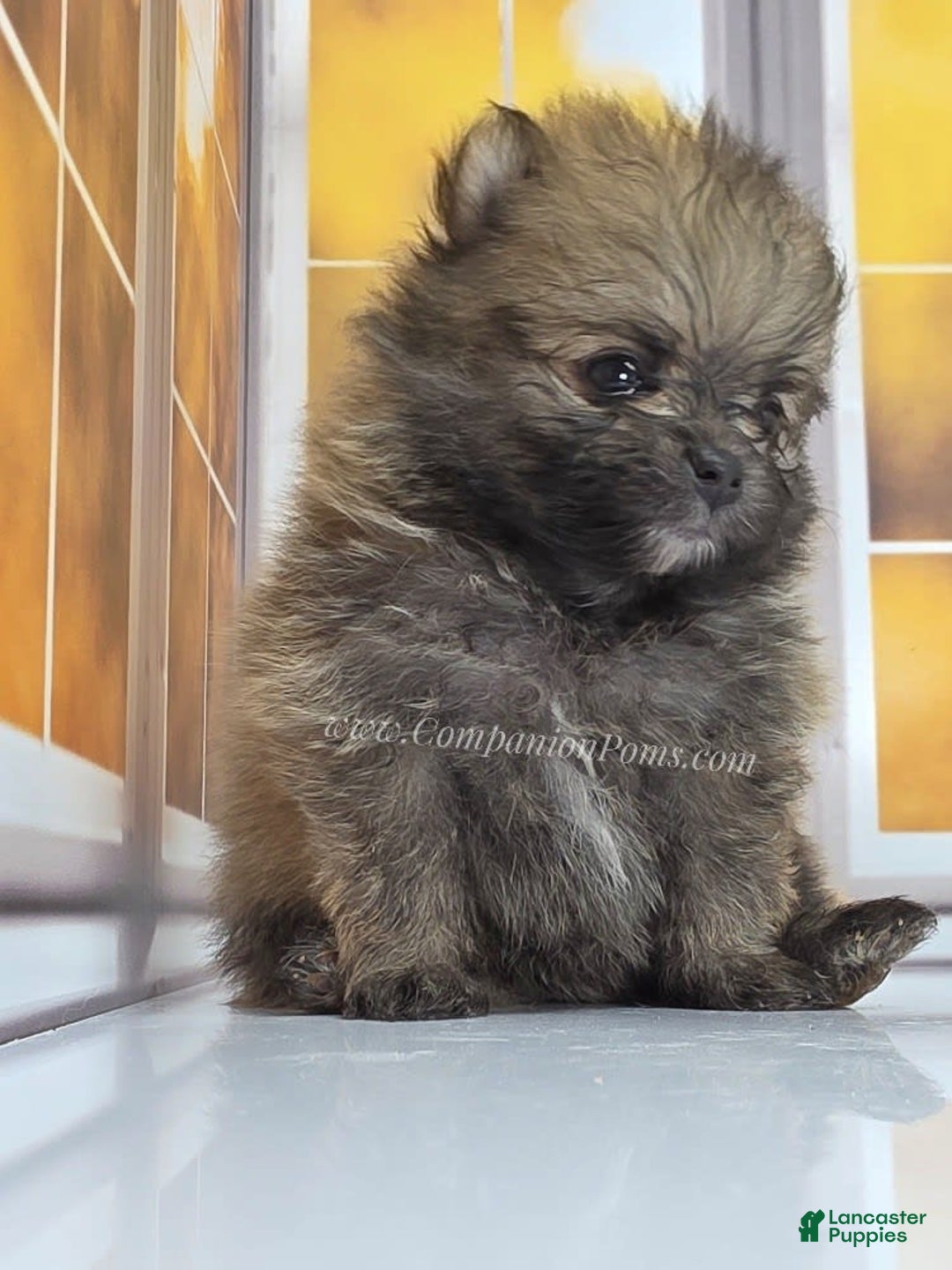 Pomeranian dogs for sale: Teddy Bear Champion Lines - Image 3