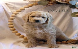 Goldendoodle dogs for sale: Mini Goldendoodle F1b2 - Image 5