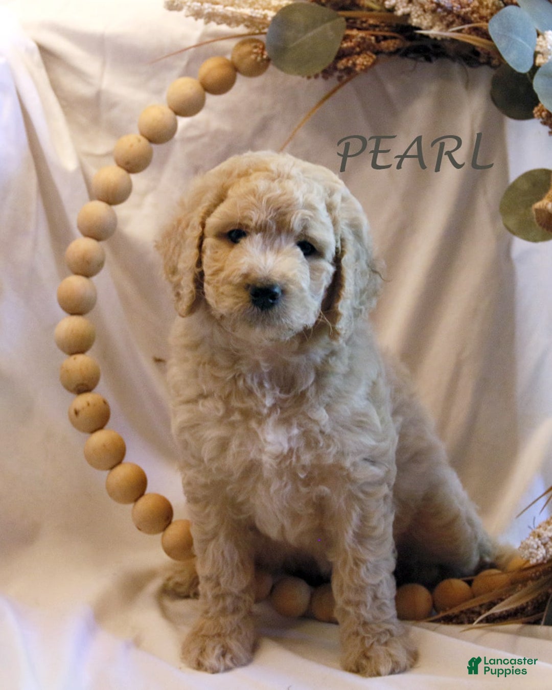Goldendoodle dogs for sale: Mini Goldendoodle F1b2 - Image 5