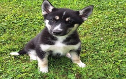 Gerberian Shepsky dogs for sale: Luna - Image 2