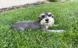 Miniature Schnauzer dogs for sale: Tillie - Image 2