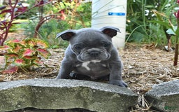 Frenchton dogs for sale: Rocky - Image 4