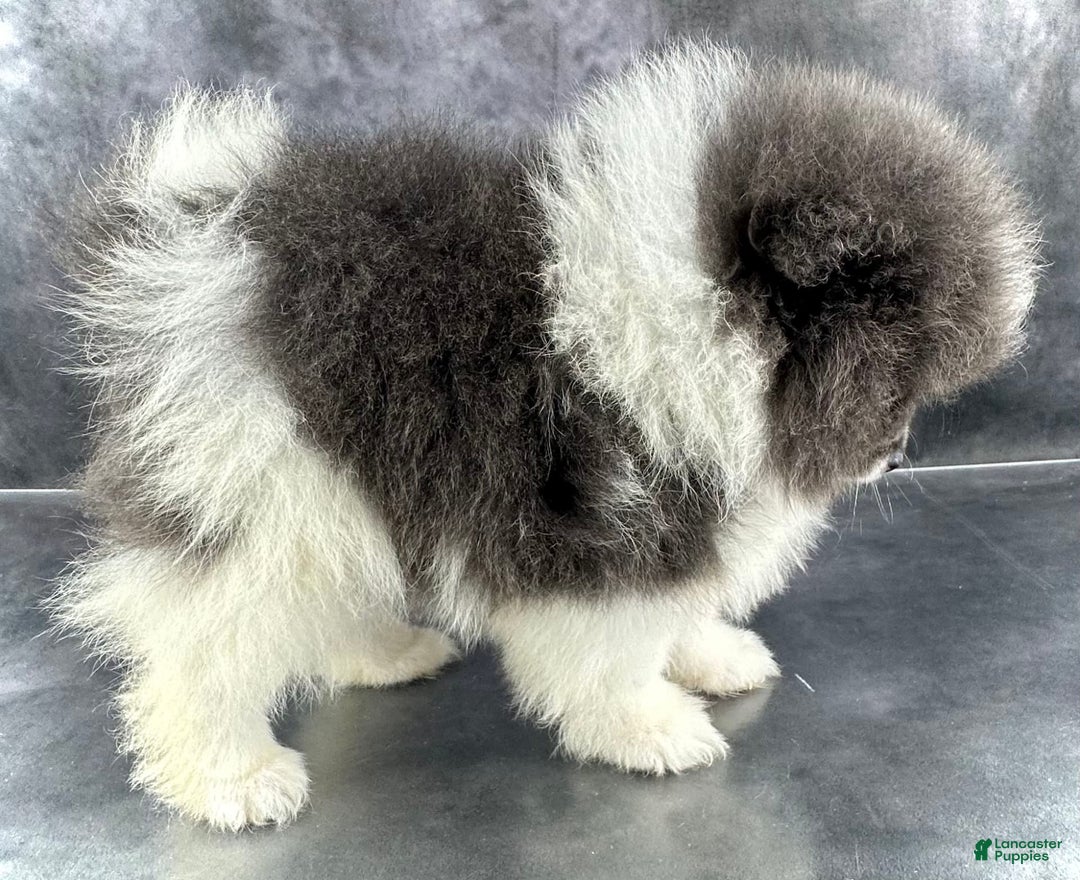 Pomeranian dogs for sale: Ash - Image 2