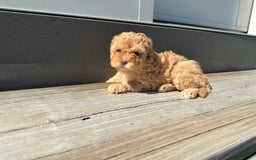 Toy Poodle dogs for sale: Nala - Image 4