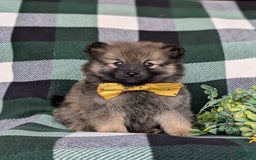 Pomeranian dogs for sale: Kegan - Image 4