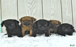 Miniature Poodle dogs for sale: Sarge - Image 1
