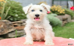 Miniature Schnauzer dogs for sale: Rivers - Image 4