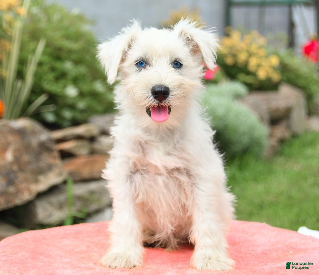Miniature Schnauzer dogs for sale: Rivers - Image 4