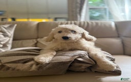 Goldendoodle dogs for sale: Buddy - Image 2