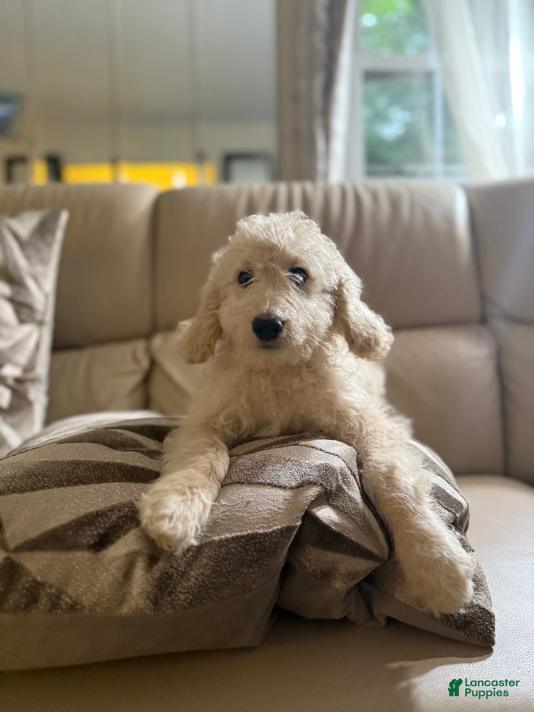 Goldendoodle dogs for sale: Buddy - Image 2