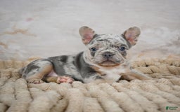 French Bulldog dogs for sale: Raven - Image 4