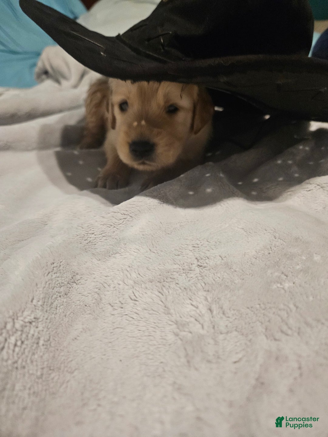Golden Retriever dogs for sale: Winston - Image 6