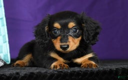 Miniature Dachshund dogs for sale: Delilah - Image 3