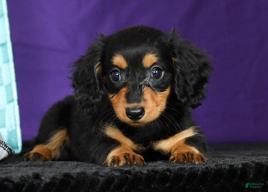 Miniature Dachshund dogs for sale: Delilah - Image 3