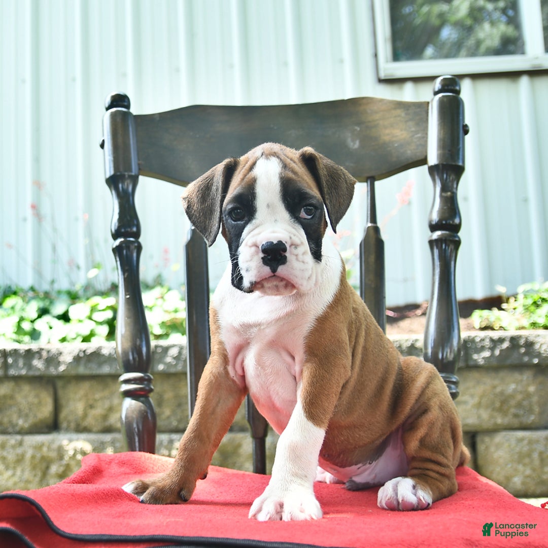 Boxer dogs for sale: Flynn - Image 9