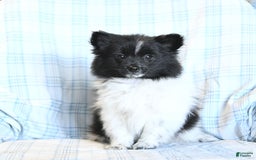 Pomeranian dogs for sale: Cody - Image 3