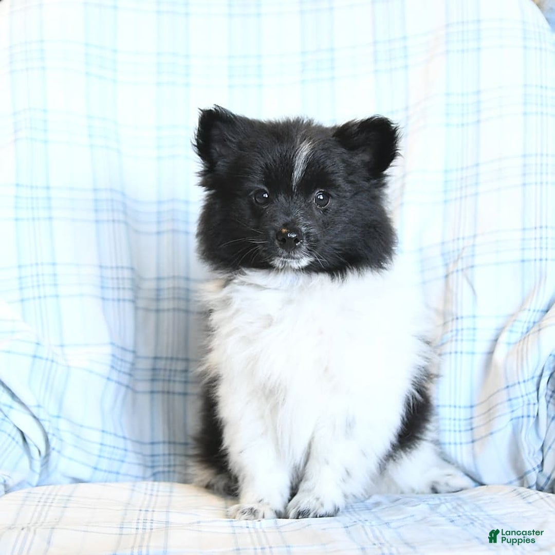 Pomeranian dogs for sale: Cody - Image 3