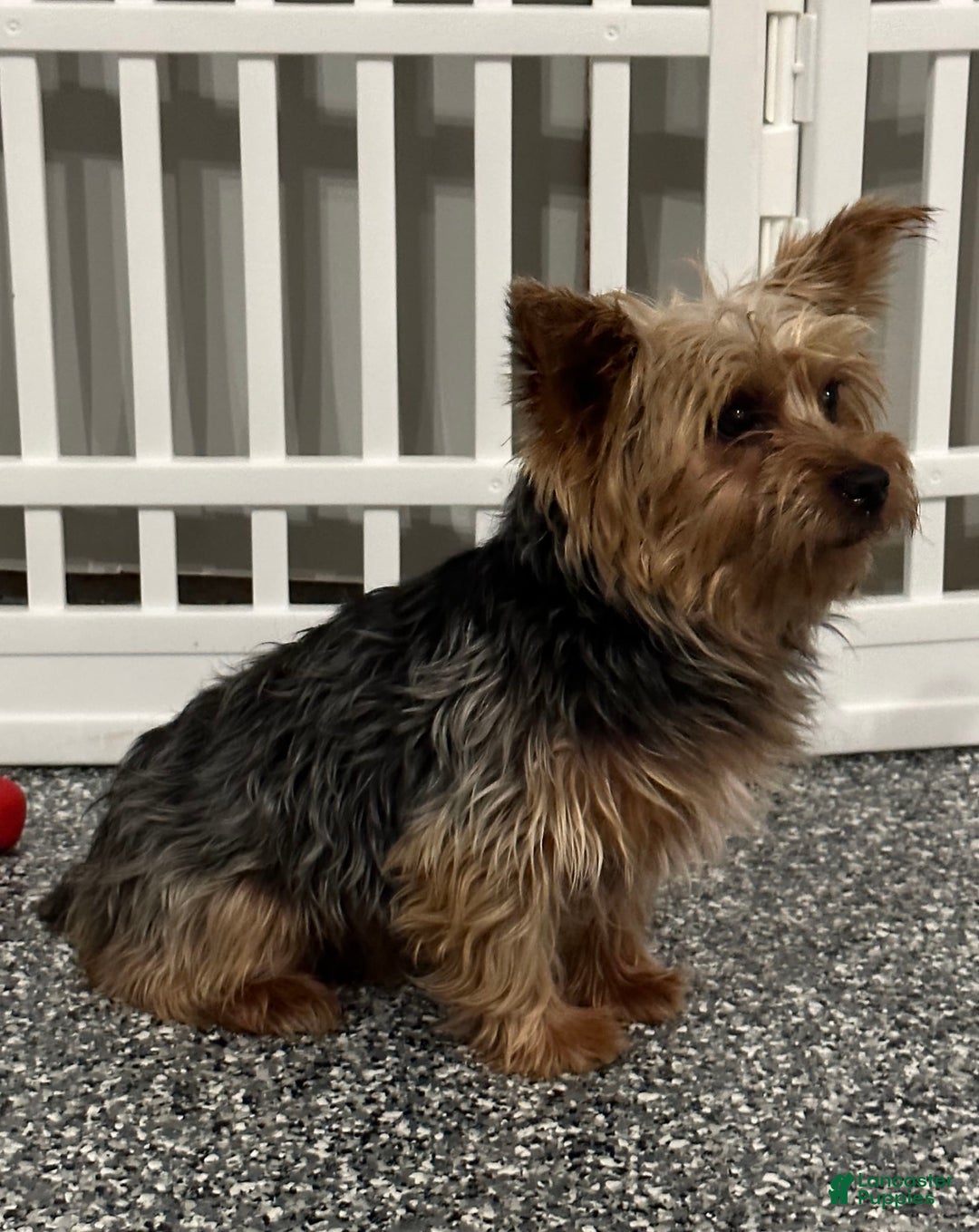 Bichpoo dogs for sale: Lizzy - Image 8