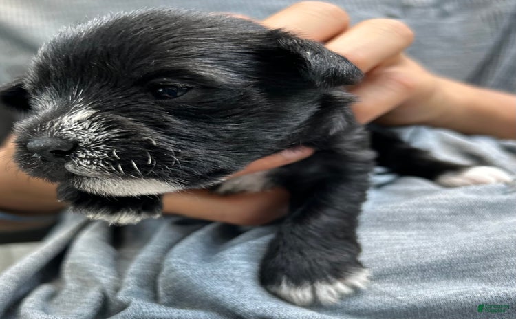Miniature Schnauzer dogs for sale - Ad 2