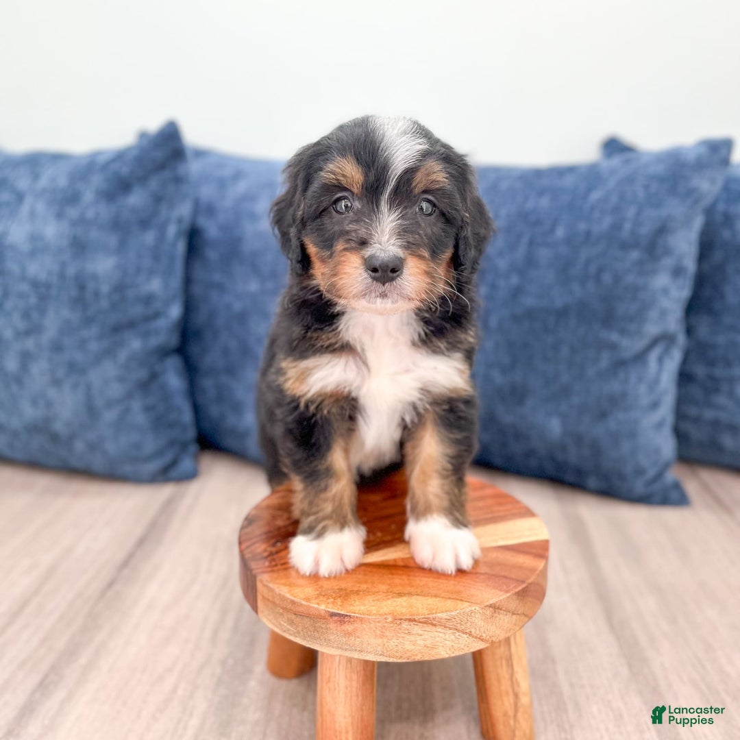 Mini Bernedoodle dogs for sale: Mason - Image 3