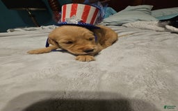 Golden Retriever dogs for sale: Winston - Image 5