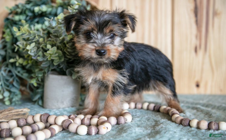Yorkshire Terrier dogs for sale - Ad 3