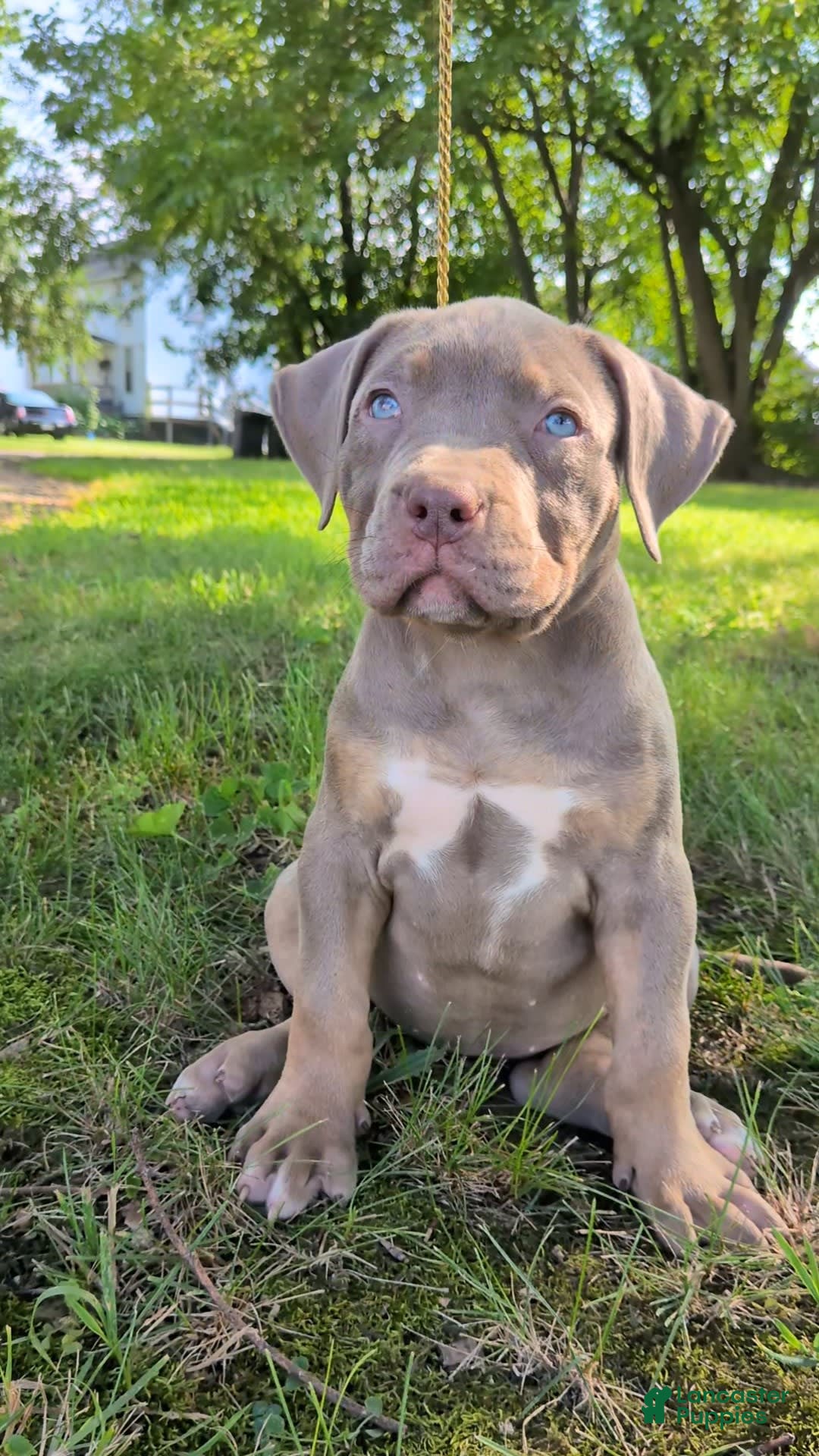 American Bully dogs for sale: Nova - Image 1