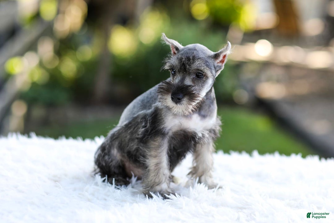 Miniature Schnauzer dogs for sale: Blaze - Image 6