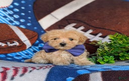 Maltipoo dogs for sale: Julian 7 Lbs Full Grown - Image 5