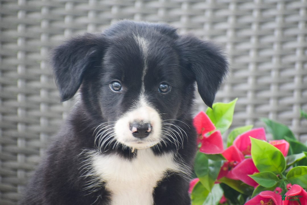 Border Collie dogs for sale: Bryce - Image 3